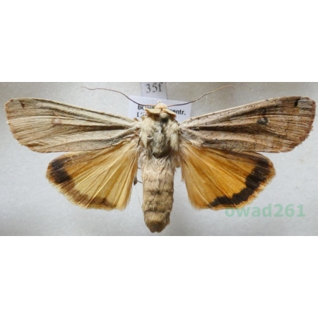 Noctua pronuba (Linnaeus, 1758) Rolnica tasiemka Czech35f